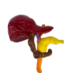 IMG removebg preview