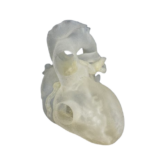 IMG removebg preview