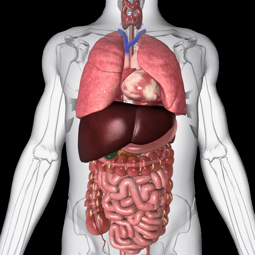 BioDigital D Anatomy