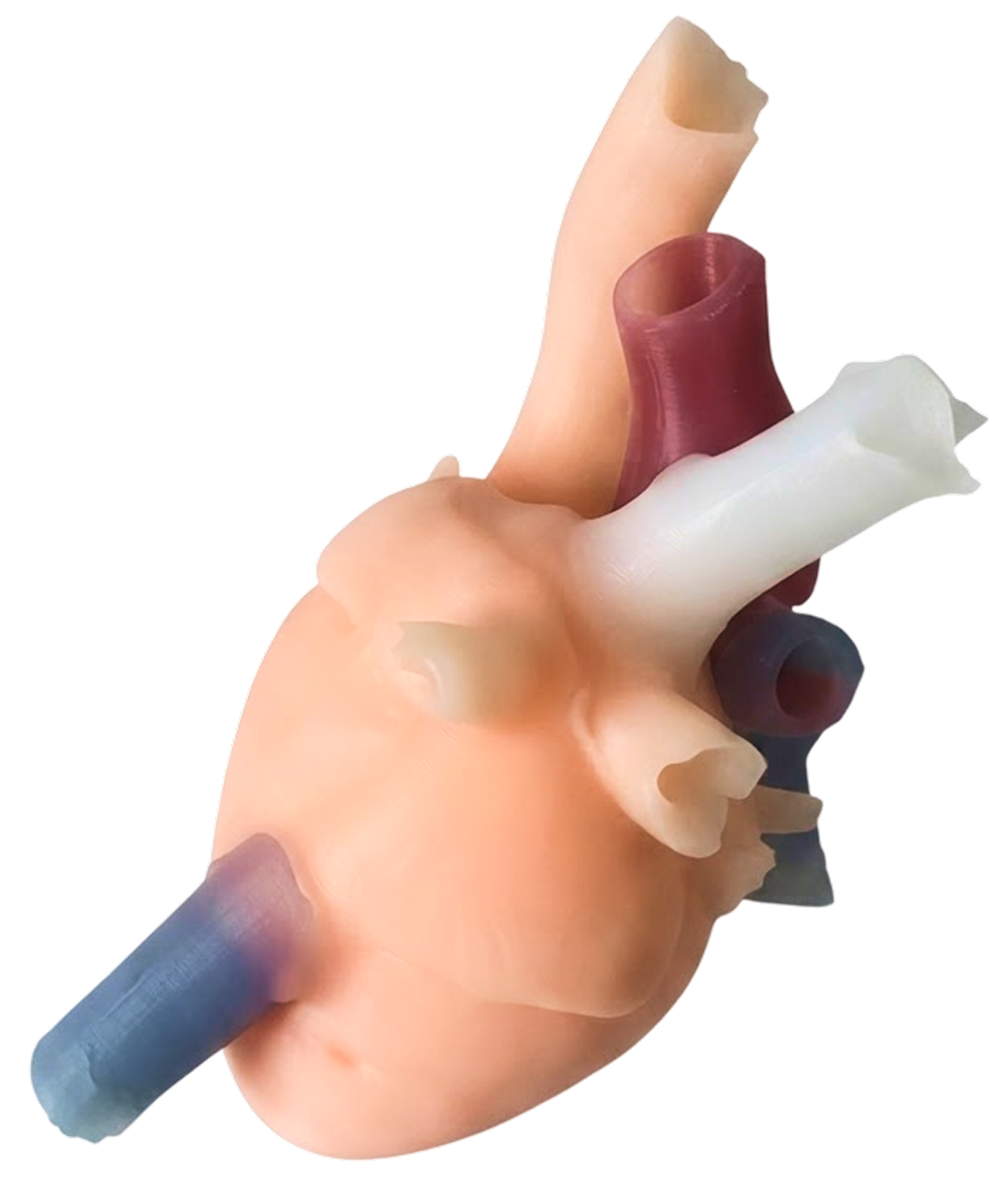 biomodelo corazon